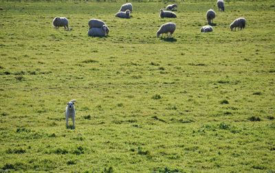 Flock of sheep grazing 