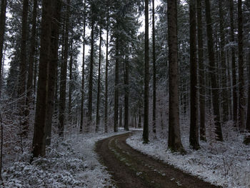 Road amidst trees in forest