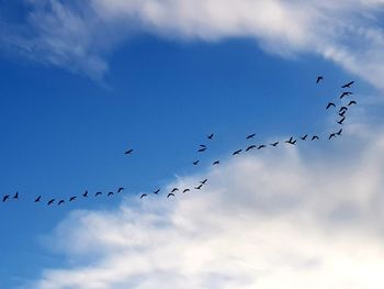 Low angle view of birds flying in sky