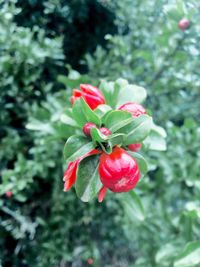 Close-up of red flower blooming on tree