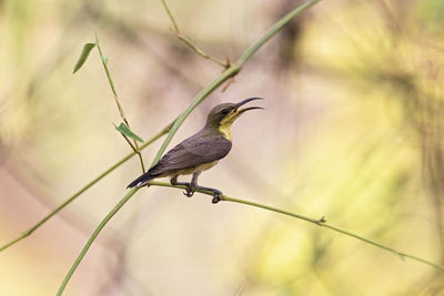 Close-up of bird perching on plant