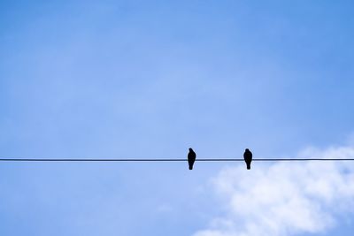 Low angle view of birds perching on cable