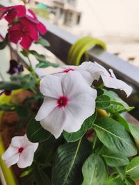 Close-up of flowering plant