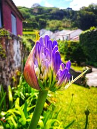 Close-up of purple flower in field