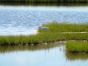 Swan floating on lake