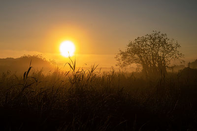 Scenic foggy view of sunrise over field