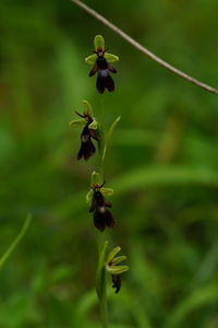Close-up of insect on plant