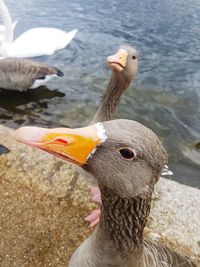 Close-up of birds at lake