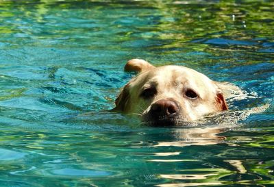 Portrait of dog in swimming pool