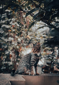 Portrait of cat sitting on rock