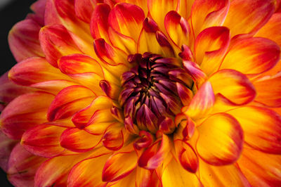 Close-up of dahlia blooming outdoors