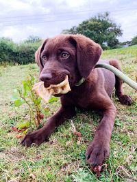 Portrait of dog on field