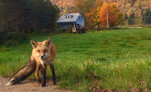 Portrait of red fox standing on field