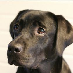 Close-up of a dog