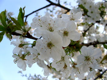 Low angle view of apple blossoms in spring