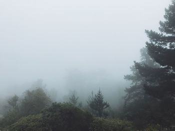 Trees in forest against sky