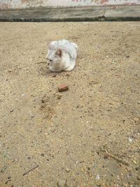 High angle view of cat on street in city