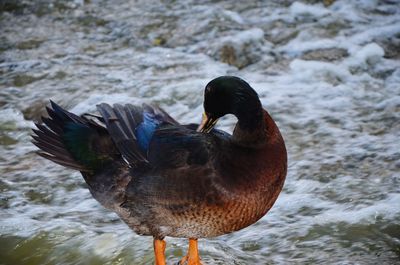 Close-up of duck in lake