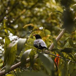 Bird perching on a branch