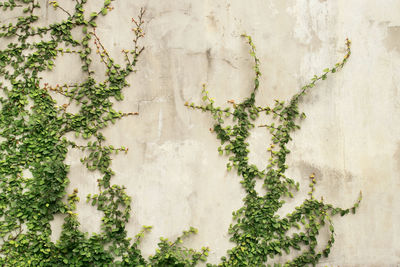 Creeping fig on old plaster wall background