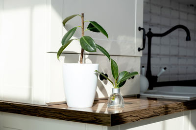 Close-up of potted plant on table at home