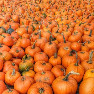 Full frame shot of pumpkins on field