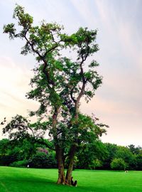 Trees in park