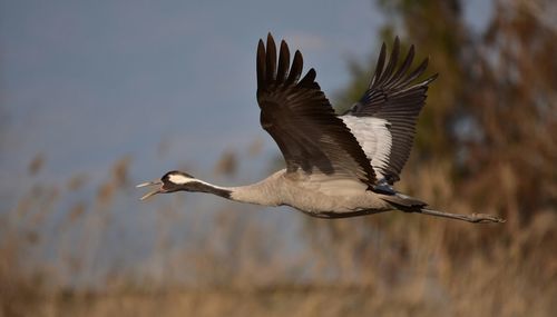 Close-up of gray heron flying