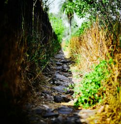 Surface level of stream in forest