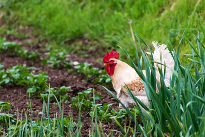 Rooster in field