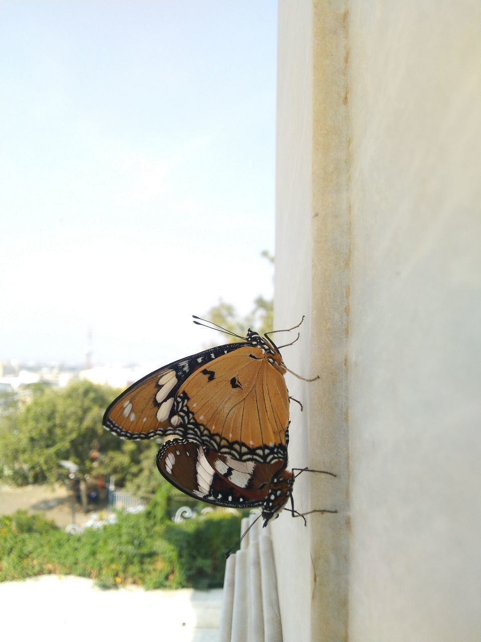 BUTTERFLY PERCHING ON WALL