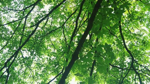Low angle view of bamboo trees in forest