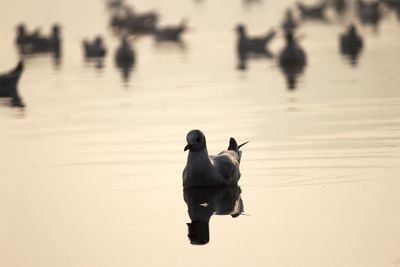 Ducks swimming on lake