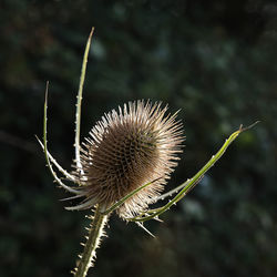 Close-up of wilted flower