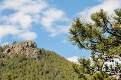 Nature scenery with green trees and sky