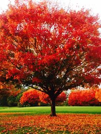 Full frame of trees in park