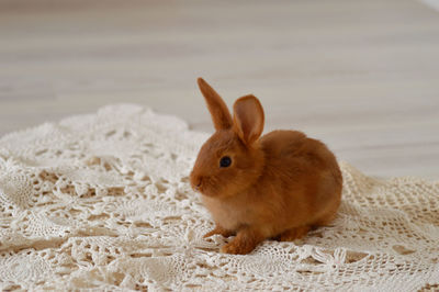 Close-up of rabbit on hardwood floor