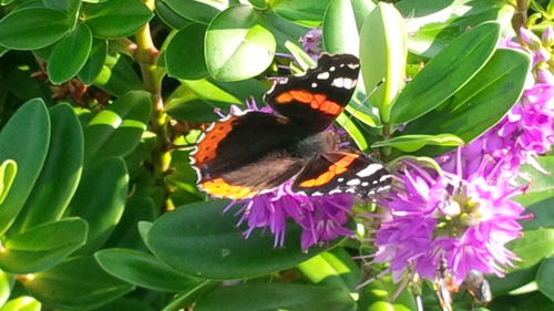 Close-up of insect on flower