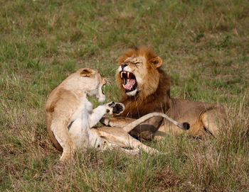 Lion and lioness battle
