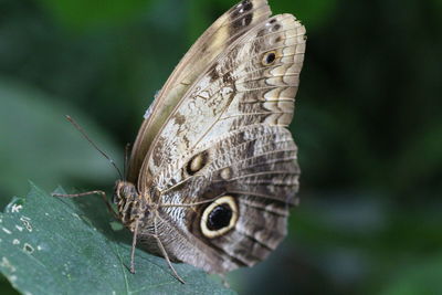 Close-up of butterfly on leaf