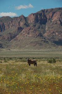 Oryx on field against rocky mountains