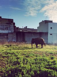 Horses grazing on farm against sky