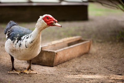 Close-up of muscovy duck on field