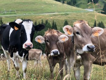 Cows on field