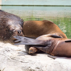 Close-up of sea lion sleeping on shore