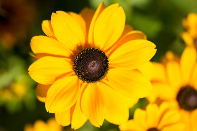 Close-up of black-eyed yellow flower blooming outdoors