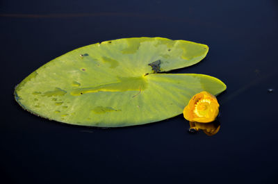 Close-up of yellow leaf against black background