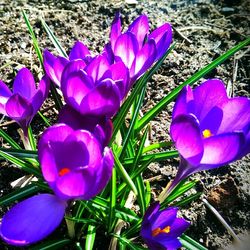 Close-up of purple flowers blooming in field