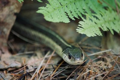 Garter snake hiding under the leaves