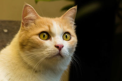 Close-up portrait of a ginger and white cat